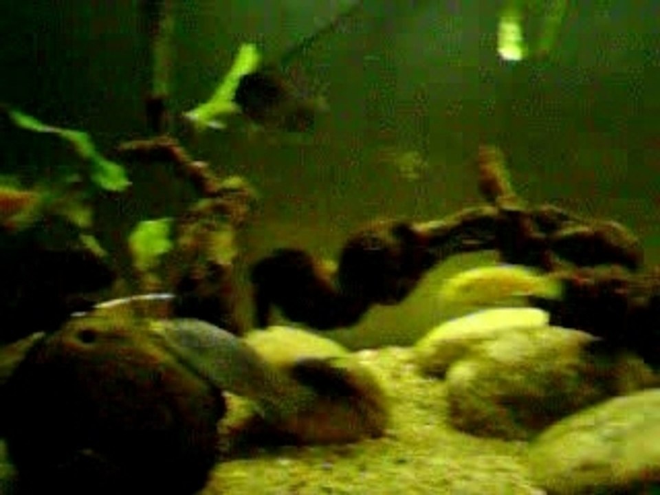 cichlidés du lac malawi