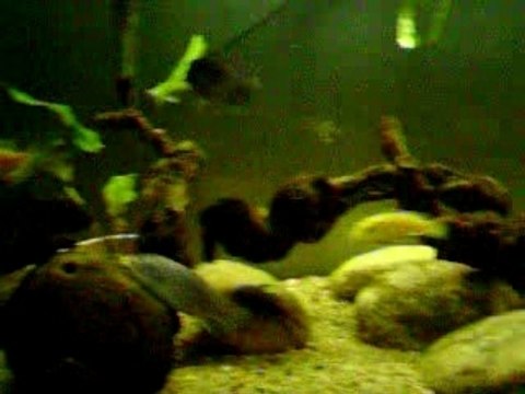 cichlidés du lac malawi