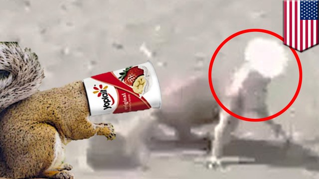 Animal rescue: Squirrel with Yoplait cup stuck on head rescued by Connecticut EMS - TomoNews