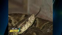 Cobras picam seis pessoas por dia no Amazonas