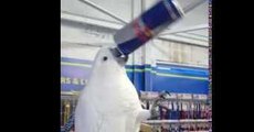 Frankie the Cockatoo Drinks Out of a Red Bull Can