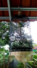 Eliza & Lovebird's Story 🐦