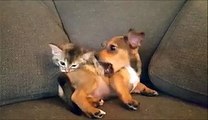 Un chaton joue avec un bébé chien... SO CUTE!