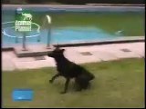 Dog having ball from water without get wet