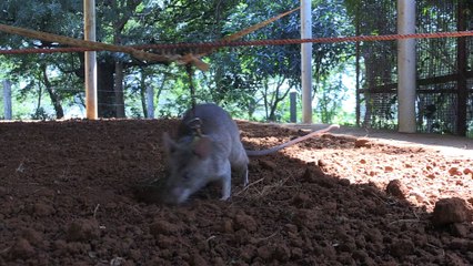 Tanzanie, des rats formés au déminage et au dépistage de la tuberculose