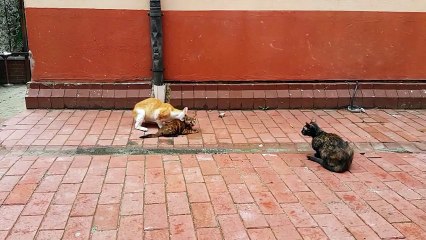 Yavrusunu tacizdne kurtaran anne kedi