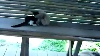 Maymun kediye maymunluk yapıyor