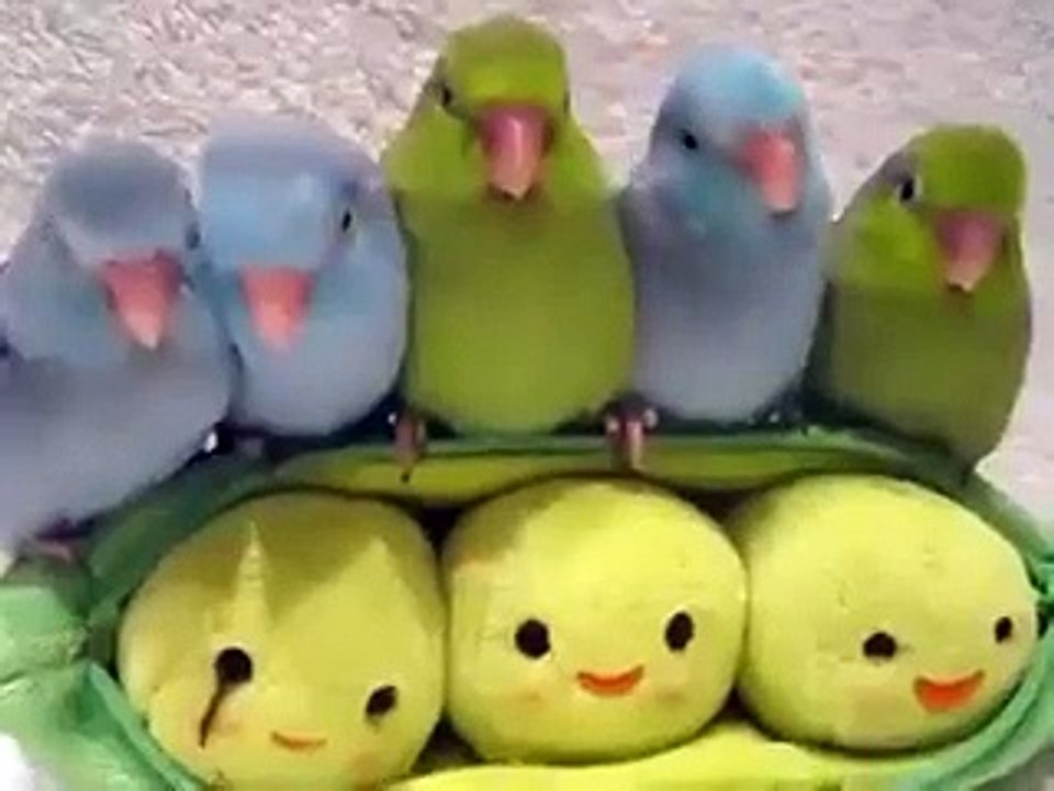 Şapşik papağan yavruları