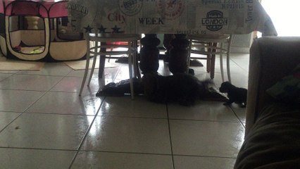 partie de jeux avec papa et maman