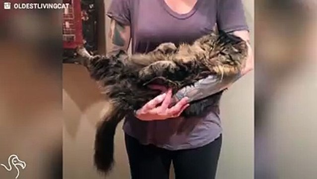 Corduroy, con i suoi 26 anni, è il gatto più vecchio al mondo