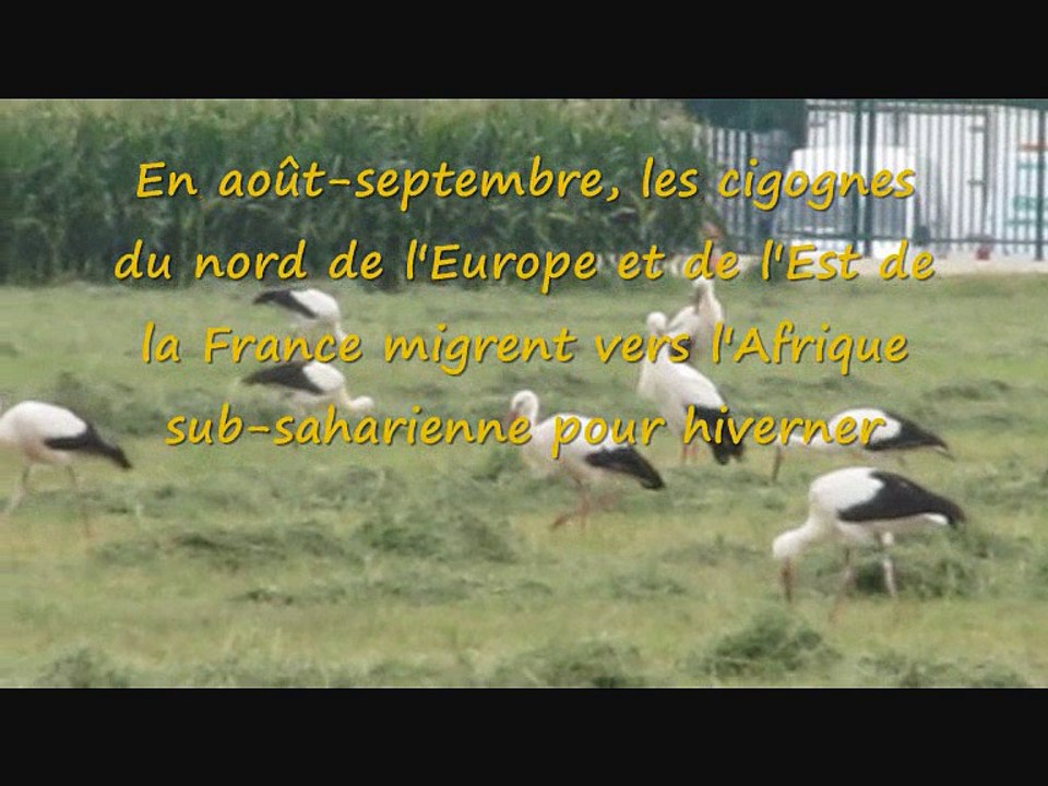 Escale des cigognes à Valence le 17 août 2016