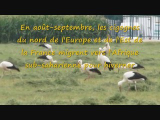 Escale des cigognes à Valence le 17 août 2016