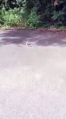 Un écureuil se coince la tête dans un pot.