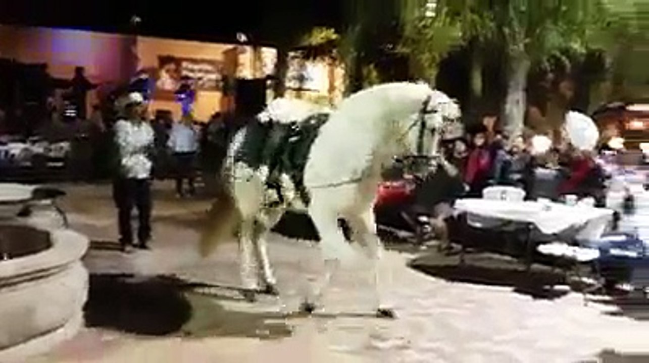 HORSE DANCING