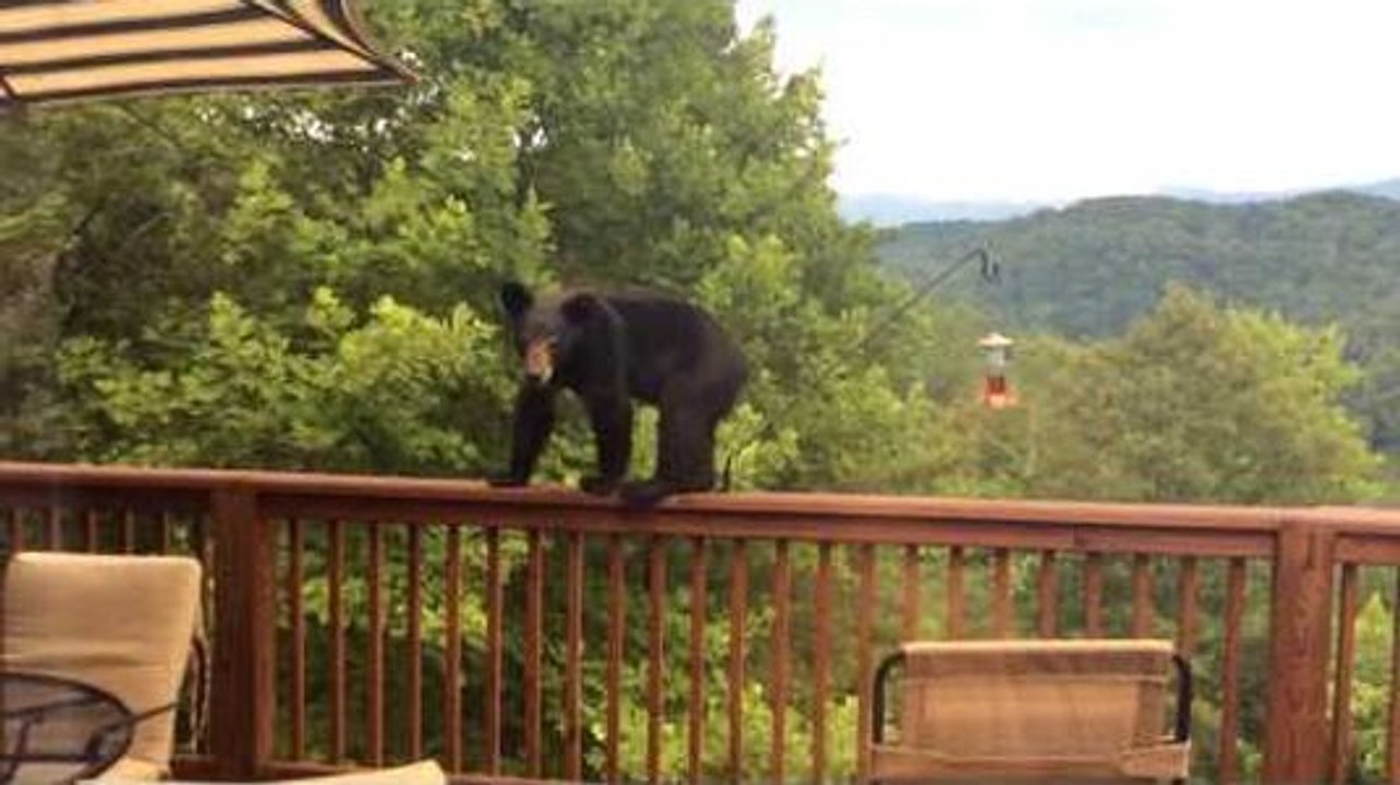 Un jeune ours vient se servir dans les mangeoires à oiseaux d'une maison !