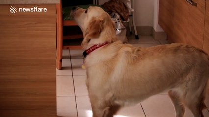 Cheeky golden retriever helps itself to food
