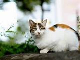 Video funny jokes cats