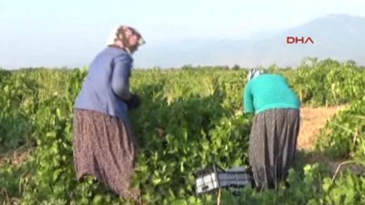İslahiye'de Üzüm Hasadı Başladı