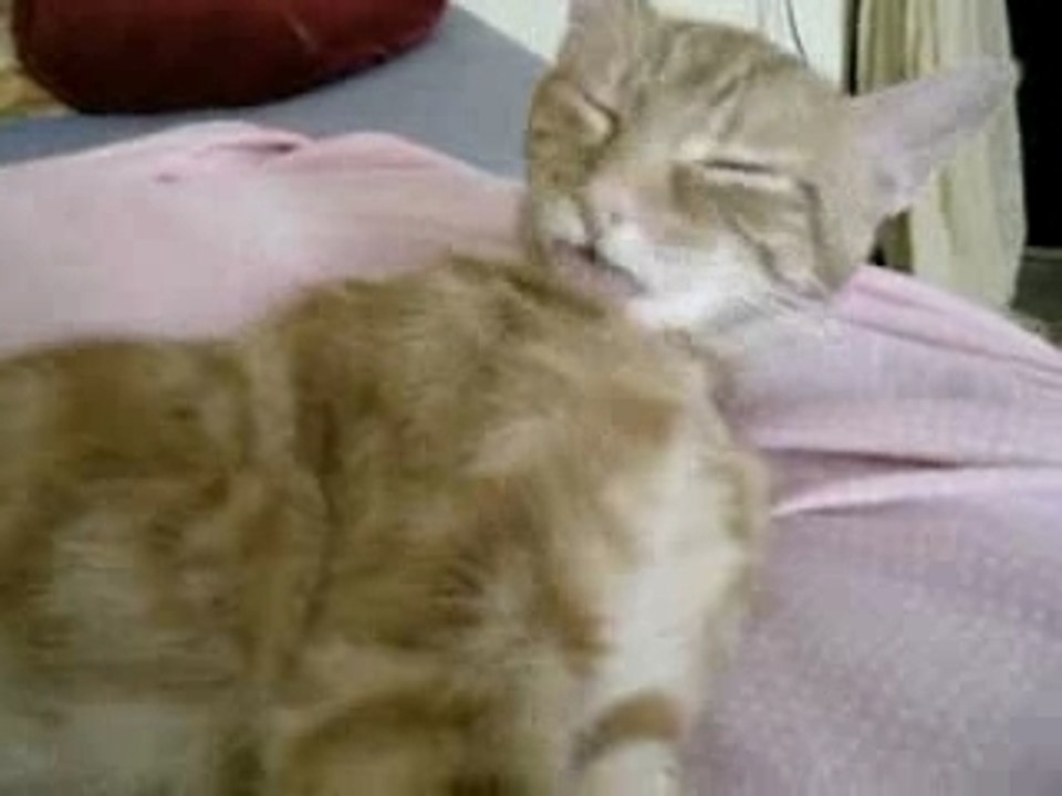 A cat's life