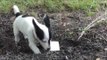 Puppy Is Caught Stealing Keys and Trying to Bury the Evidence