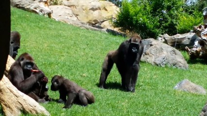 Una gorila da a luz ante los turistas del Bioparc