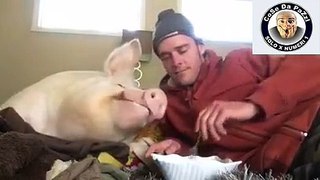 dare da mangiare ad un maiale