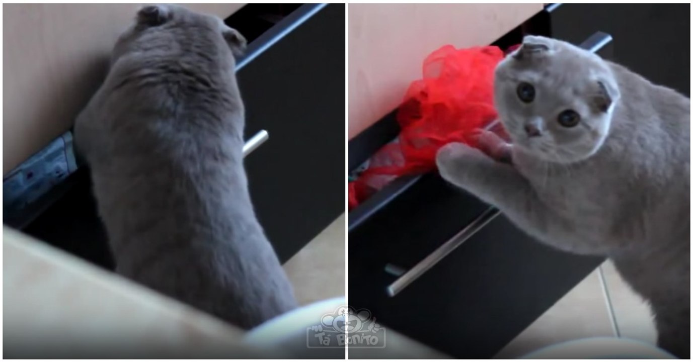 Gato é visto a fazer o que não devia pelo dono e tem reação hilariante