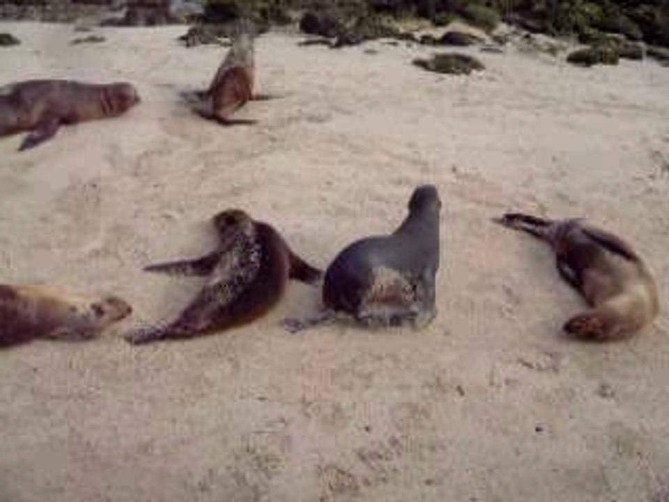 Cute Seals
