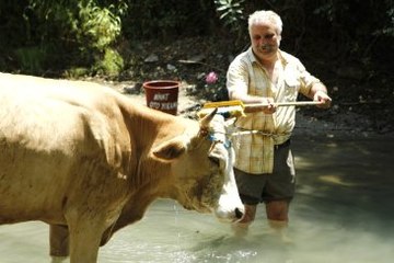 'Sürgün İnek' Filminin Yönetmeni FETÖ'den Tutuklandı