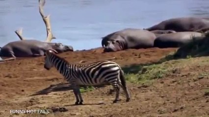 Zebra Wildlife 2015 - BEST Animals Documentary