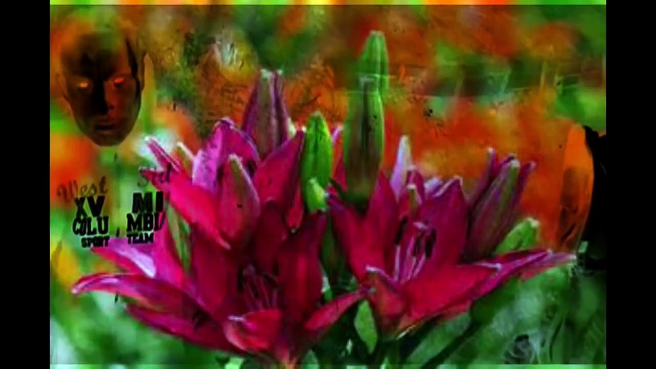 mc sicopat fleurs du lys c est pas du canabis ( clips officiel)