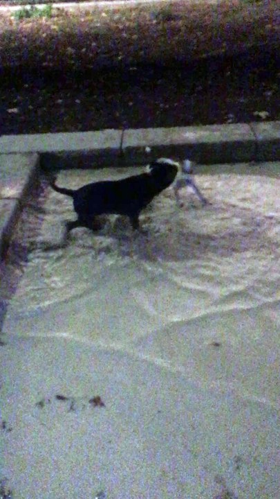chien Sarah