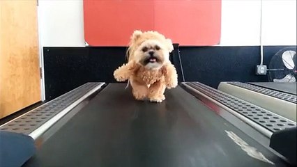 Chien déguisé sur tapis roulant