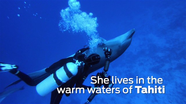 Scuba Diving Encounters: Tahiti's Friendliest Dolphin