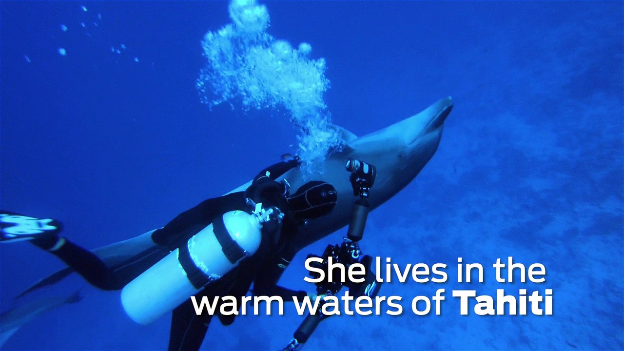 Scuba Diving Encounters: Tahiti's Friendliest Dolphin