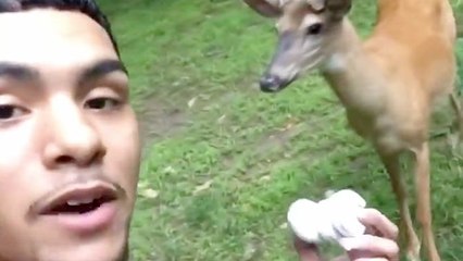 RTM Hosts Meet Deer Whisperer With Four-Legged Squad