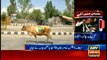 مقبوضہ کشمیر میں پاکستانی پرچم لہرانے پر گولی مارنے کا حکم ملا تو کشمیریوں نے گائے