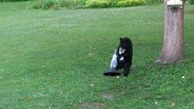 Bear At Bear Proof Bird Feeder Video Dailymotion