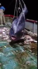 Extraño pez atrapado por una red en un barco del puerto de pezca