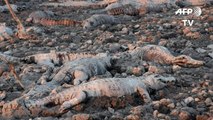 Sequía deja un cementerio de caimanes en Paraguay