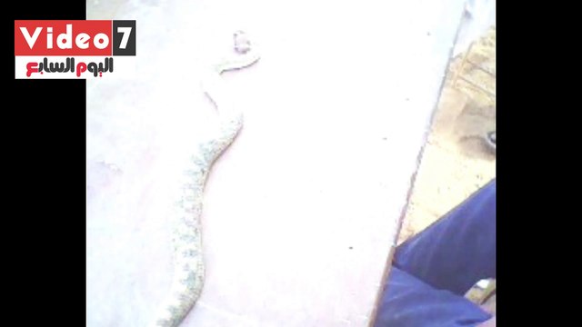 شاهد كيفية صيد أخطر الافاعى والذئاب بالوادى الجديد