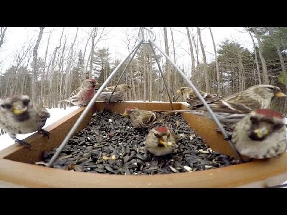 GoPro Captures Winter Feeding Frenzy at Bird Feeder
