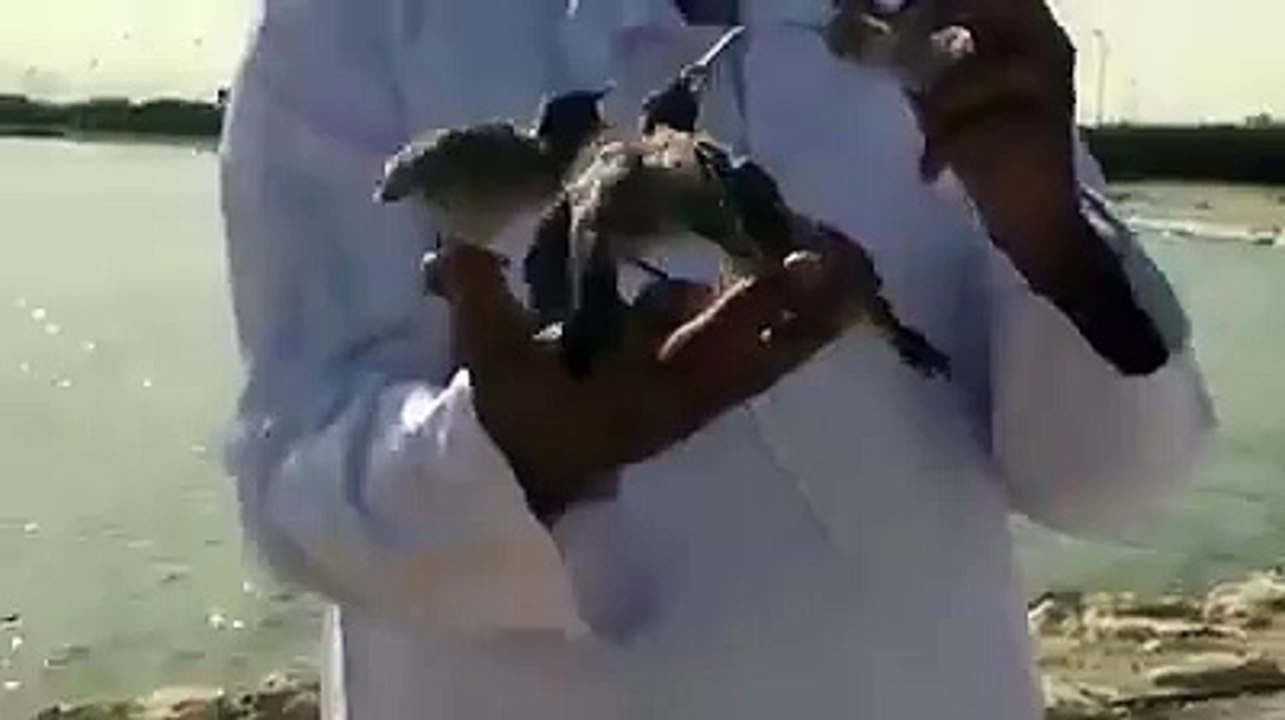 Un jeune homme arabe donne à manger aux oiseaux