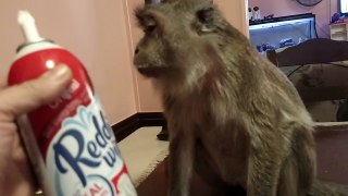 Un singe mange de la chantilly