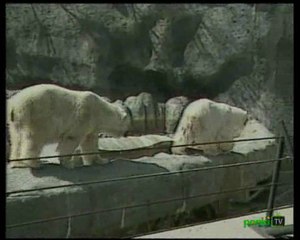 アシニボイン公園動物園のデビー死す (Nov.19 2008)