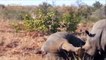 Rhinos filmed fighting at South African national park