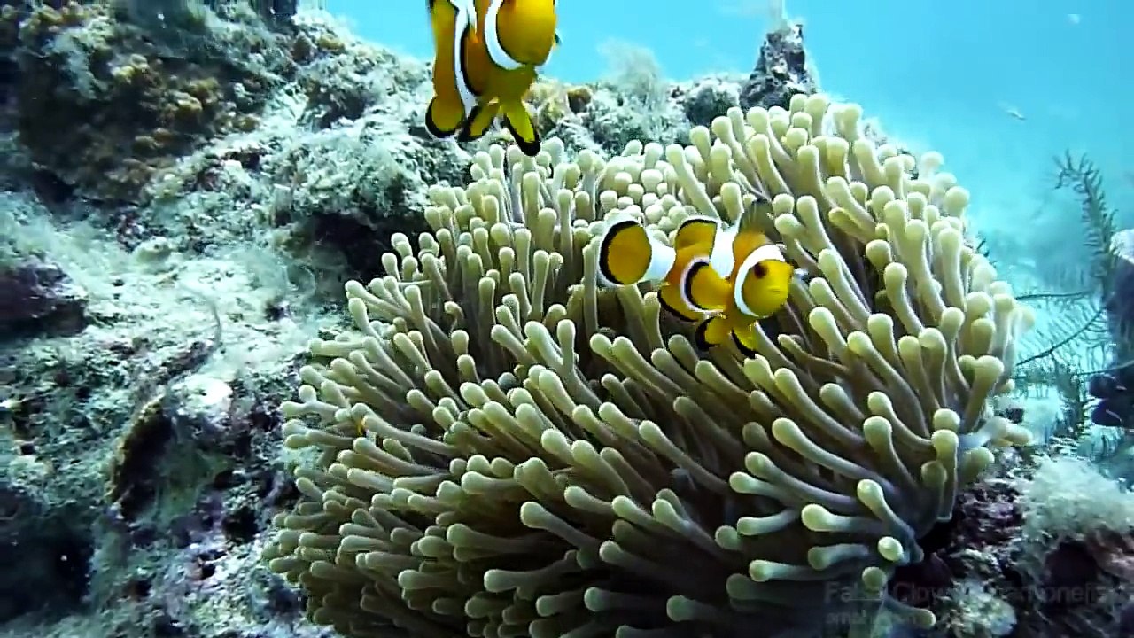 Koh Phi Phi Diving Highlights