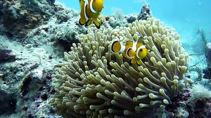 Koh Phi Phi Diving Highlights