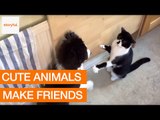 Cat and Puppy Enjoy Their Friendly Boxing Match