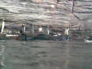 Manchot à Océanopolis [4]